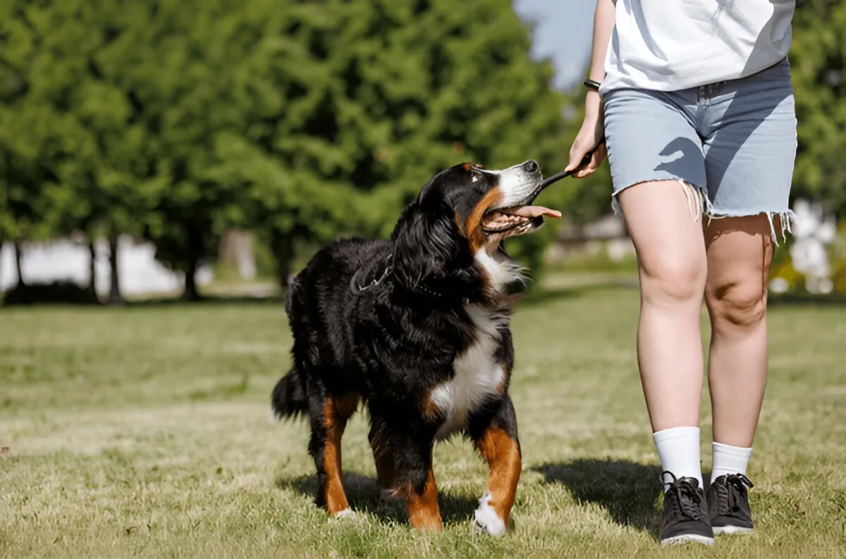 dog board and training chicago